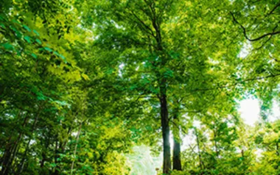 NC Forest